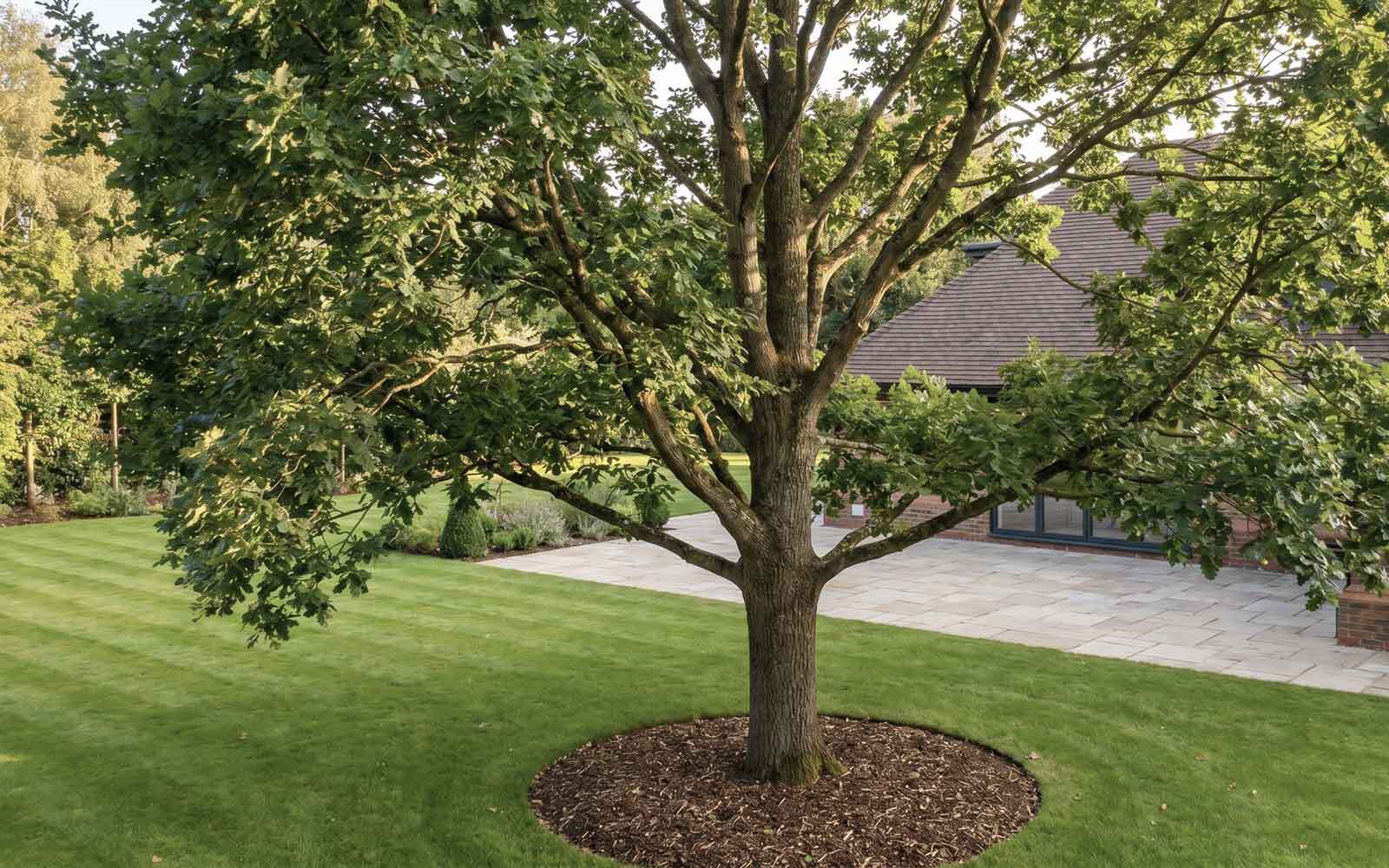 Lee Tree Surgery Work