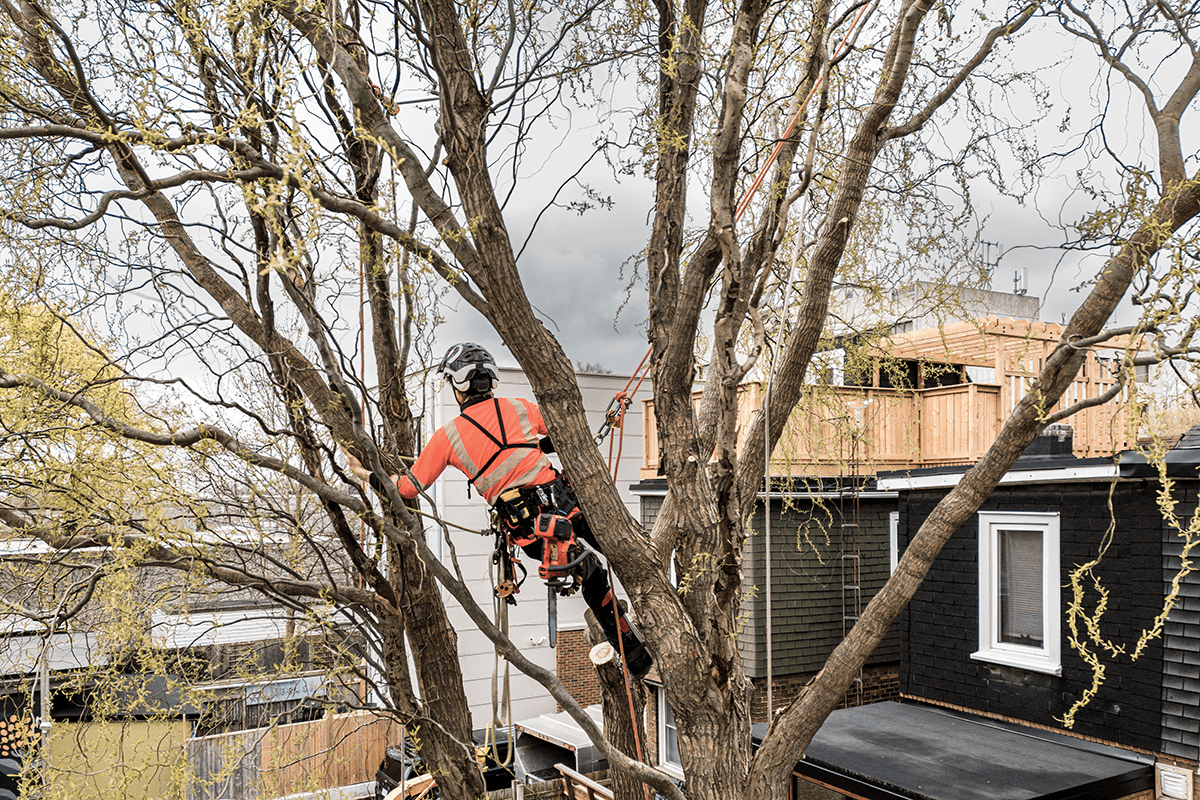 Welcome to Lee Tree Surgery