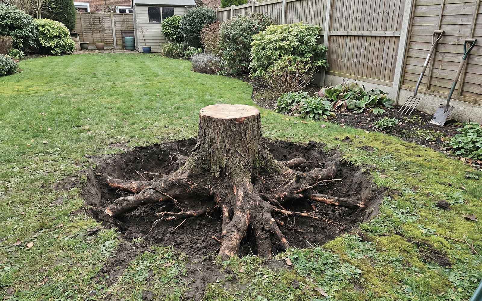 Lee Tree Surgery Work