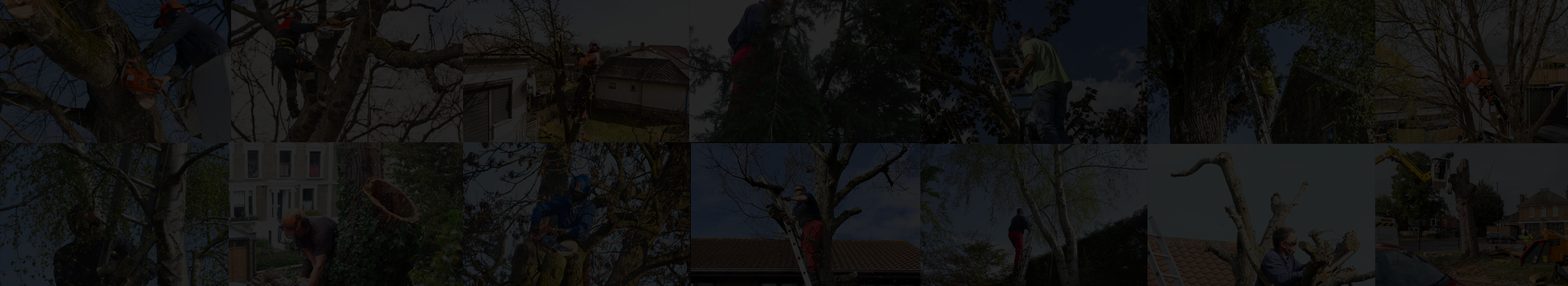 Lee Tree Surgery